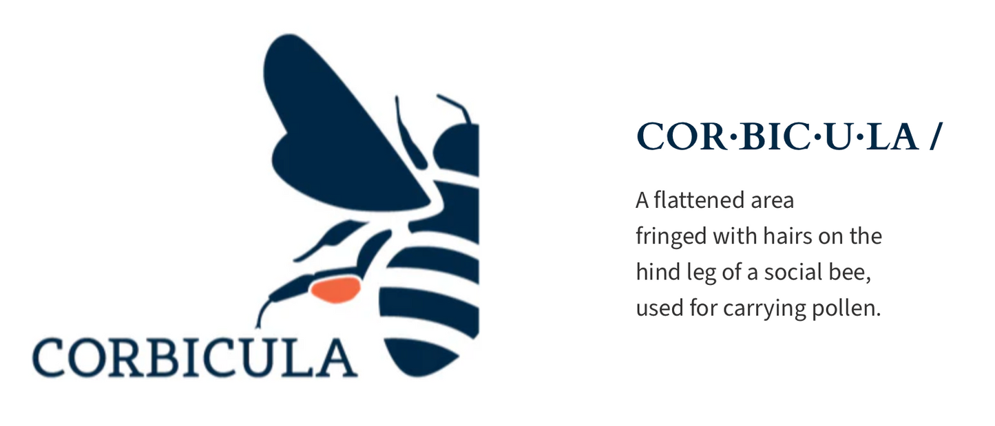 CORBICULA Buzzed Honey - 1 Case (6 x 500g)